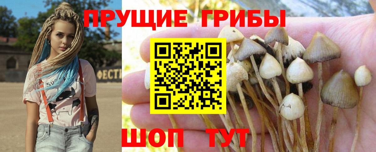Галлюциногенные грибы Psilocybe Кировск